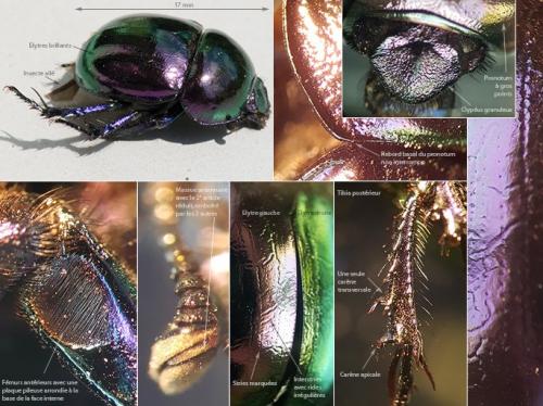 Réf. 237 298 : Trypocopris pyrenaeus